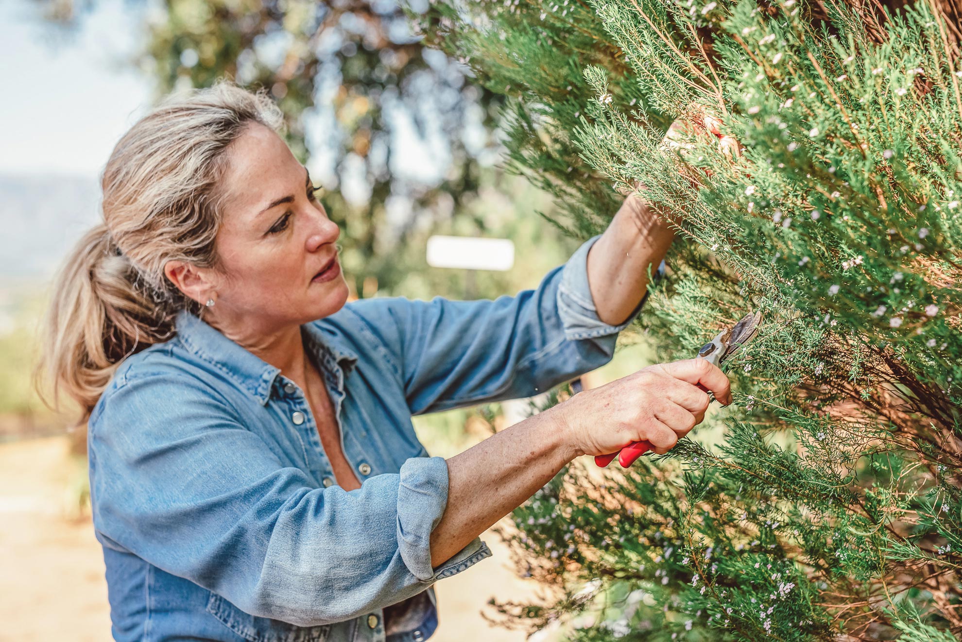 Rose Jordaan hand-harvesting fynbos botanicals