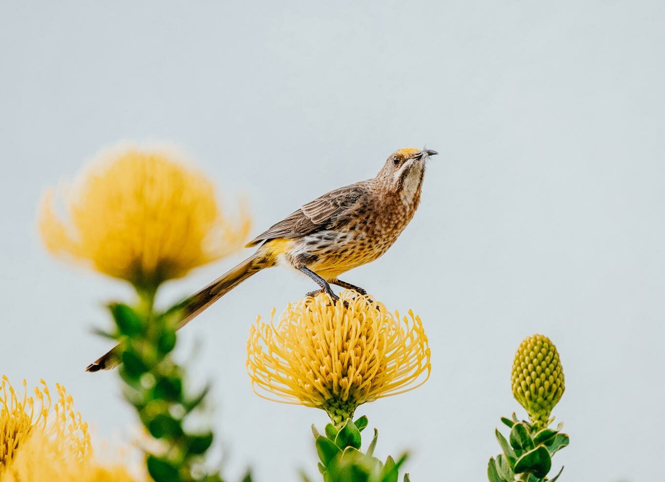 Cape sugarbird perched on a pincushion protea