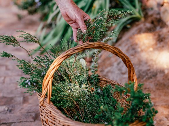 Hand foraging fynbos botanicals into a basket