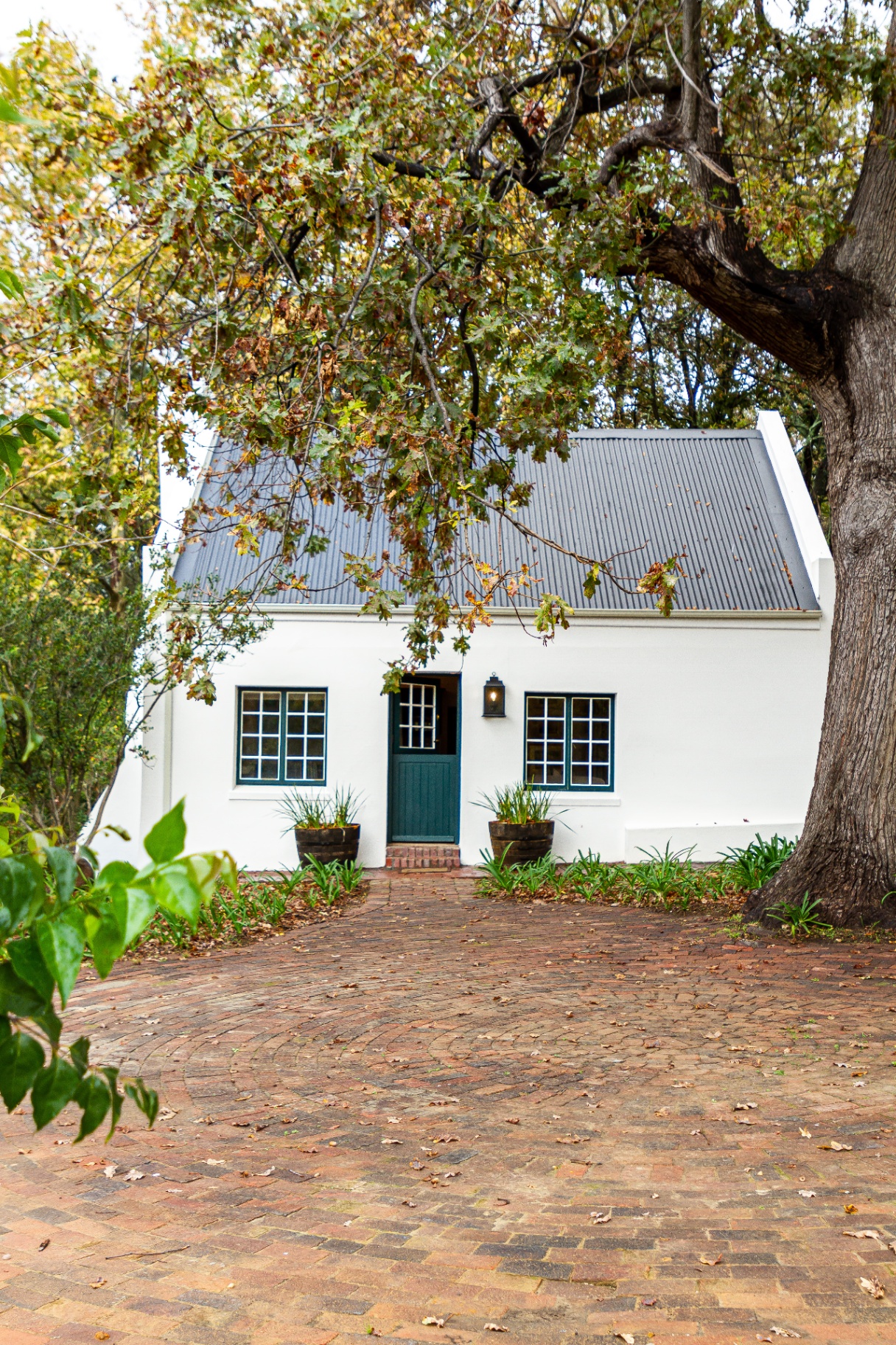 Forest Cottage exterior tucked beneath ancient oaks