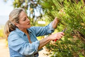 Rose Jordaan pruning vines